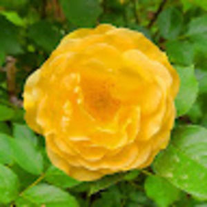 Meet your Posher, Gareth